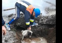 CU SUFLET MARE: Un câine a fost salvat dintr-o groapă plină cu apă la Seini (foto/video)