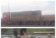 EXCLUSIV: Captură uriașă de țigări ascunsă într-un TIR înmatriculat în Maramureș descoperită cu ajutorul câinelui vameșilor (galerie foto/actualizare)