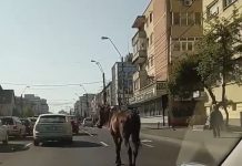 CA-N FILMELE CU COWBOY: Un cal se plimba nestingherit pe bd București din Baia Mare (VIDEO)