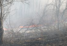 ÎNCĂ UN INCENDIU: Foc într-o pădure din Codru Butesei. 5 hectare afectate (galerie foto – Actualizare)