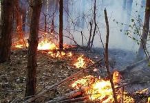 FOC ÎN PĂDURE: Un nou incendiu la Hovrila (FOTO/VIDEO)