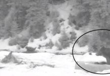 IMAGINI CAMERĂ SUPRAVEGHERE: Urșii din Maramureșau ieșit de la hibernare pentru a se hrăni