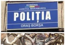 AVERTISMENT? ȘOCANT LA BORȘA / ACTUALIZARE: Au agățat un cap de cerb împușcat de un copac chiar în fața sediului Poliției Borșa (EXCLUSIV). Ce spune IPJ Maramureş