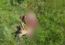 IMAGINI DE COȘMAR: Căprioară sfâșiată astăzi de o haită de câini vagabonzi la Copalnic Mănăștur (foto/video exclusiv)