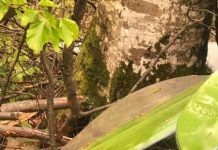 VIDEO – A FOST IDENTIFICAT PILOTUL ELICOPTERULUI PRĂBUȘIT LA SĂPÂNȚA: Un bărbat de 48 ani, din Viciebsk – capitala terorismului din Belarus