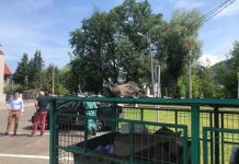 REVOLTĂTOR: O băimăreancă a aflat leșurile a doi mistreți în tomberonul de gunoi de lângă bloc (foto/actualizare)