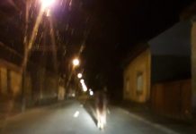 CA LA PREȘEDINTE: Un cal rătăcit pe șoselele Sighetului a încurcat șoferii (foto/video cititori)