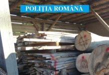 IPJ Maramureș: La Seini, poliţiştii au confiscat 170 mc material lemnos (FOTO)