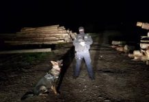 HOȚIE ÎN PĂDURILE MARAMUREȘULUI: 2.400 de mc de material lemnos, în valoare de 586.000 de lei, au fost confiscați de polițiști (GALERIE FOTO)