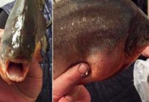 ALERTĂ LA FIRIZA: Peștele PACU, înrudit cu PIRANHA pescuit din Baraj. În libertate, ajunge la 1,5 metri!!! (FOTO/VIDEO)