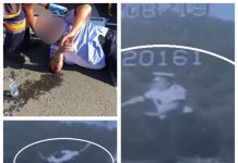 FOTO/VIDEO ÎN EXCLUSIVITATE – IZBIT ÎN PLIN: Un polițist de la Rutier spulberat în Vadu Izei de un șofer băut