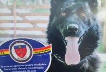 Teba a prins-o. O femeie din Sălsig a mințit că fiul ei a fost jefuit