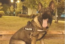 IPJ Maramureș: Vis este câinele polițist al zilei