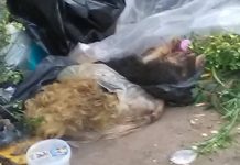 IMAGINI HORROR ÎN BAIA MARE: Un copil de 9 ani a găsit leșuri de câini aruncate la gunoi (FOTO)