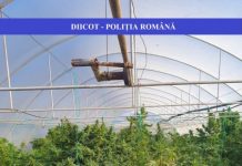 PRINȘI DE OFIȚERII ANTIDROG: Cultiva cannabis în sere din Bihor și îl exporta în Italia (foto/video)