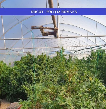 PRINȘI DE OFIȚERII ANTIDROG: Cultiva cannabis în sere din Bihor și îl exporta în Italia (foto/video)