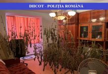 MARAMUREȘENI INGENIOȘI: Cultivau cannabis în solarii pe malul râului Lăpuș, în Lăpușel. Uscau plantele în sufragerie (foto/video – ACTUALIZARE)