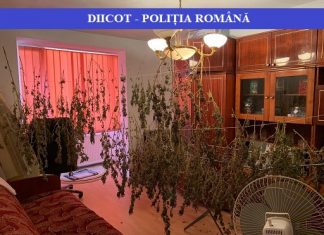 MARAMUREȘENI INGENIOȘI: Cultivau cannabis în solarii pe malul râului Lăpuș, în Lăpușel. Uscau plantele în sufragerie (foto/video – ACTUALIZARE)