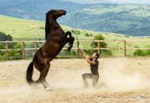 Cel mai talentat îmblânzitor de cai din lume e un român din Sighetu Marmației (galerie foto)