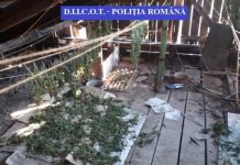 PERCHEZIȚII: Cultură de cannabis pe malul este al râului Ilișua din Bistrița Năsăud (foto/video)