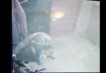 VIDEO CAMERE SUPRAVEGHERE – NU ÎI MAI SPERIE NIMIC: Se fură ca-n codru din scările blocurilor de pe Păltinișului din Baia Mare
