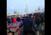 IMAGINI HORROR ÎN BAIA MARE: Cal biciuit la un concurs ecvestru din Baia Mare (ACTUALIZARE)