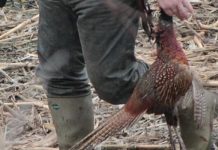 AVEA AUTORIZAȚIE LA RAȚE NU LA FAZAN: Un vânător din Cicârlău s-a ales cu dosar penal