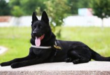 EFICACITATE – Criminalul de la Bârsău, căutat cu Teba, câine polițist din Maramureș