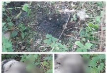 EXCLUSIV / CRIMĂ ÎN BORȘA – Câine de pază, chinuit de “Șefu’ la omorât”. Avem indicii despre cine e autorul infracțiunilor din zona înaltă a orașului (FOTO)