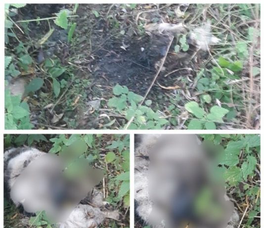 EXCLUSIV / CRIMĂ ÎN BORȘA – Câine de pază, chinuit de “Șefu’ la omorât”. Avem indicii despre cine e autorul infracțiunilor din zona înaltă a orașului (FOTO)