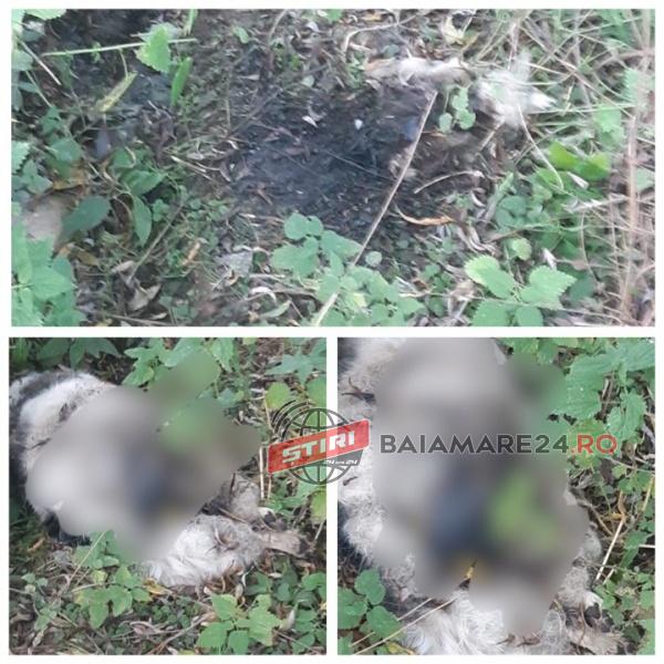 caine ucis borsa dec 19 3