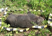 SEINI: Pestă porcină confirmată la un porc mistreț găsit decedat pe un fond de vânătoare la Seini – Huta