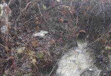 EXCLUSIV / ACTUALIZARE – ACUZAȚII GRAVE ȘI PERICOL PENTRU SĂNĂTATE – Ape reziduale din canalizare, deversate direct în râul Iza. Stația de epurare din Săliștea de Sus, nefuncțională (VIDEO/FOTO)