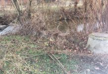 EXCLUSIV / ANCHETĂ – ACUZAȚII GRAVE – Improvizații periculoase la deversarea apelor reziduale în Iza, la Săliștea de Sus (VIDEO/FOTO)