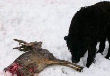 AVERTISMENT! Vânătorii împușcă fără restricții câinii fără stăpâni. Vezi anunțul (FOTO)