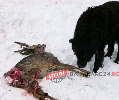 83038713_799654443844061_1923257218090663936_n