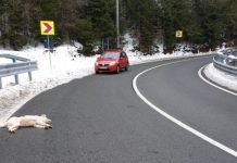 ACTUALIZARE 3 / IMAGINI HALUCINANTE LA BORȘA: Câine împușcat sub privirile îngrozite ale unui copilaș de 6 ani pe DN18. Polițiștii au demarat o anchetă (galerie foto)