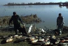 CERNOBÎLUL DIN BAIA MARE – 20 de ani de la accidentul minier de la Aurul