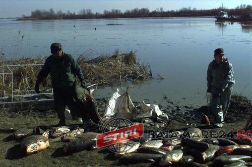 accident aurul pesti morti 2