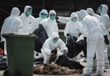 Gripa aviară a ajuns în România, la Seini – Maramureș. Medicii veterinari avertizează că virusul se poate transmite şi la om