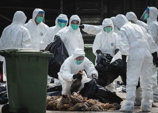 LOVITURĂ NĂUCITOARE – ÎNCĂ UN FOCAR DE GRIPĂ AVIARĂ: Măsuri dure la Seini – 8 ferme de păsări și una de porci monitorizate