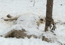 FOTO ȘOCANT: Încă un cal, folosit ca momeală, și mistreți ținuți captivi, pe fonduri de vânătoare din Maramureș și Bistrița Năsăud