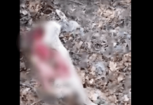 IMAGINI ÎNGROZITOARE: Se întâmplă din nou: căprioară gestantă, ucisă de câini în pădurea de la Stejera