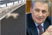 URMARE CÂINE ÎMPUȘCAT – Corpul de control al Ministrului de Interne în control mâine la Poliția Borșa