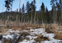 EXCLUSIV PRĂPĂD LA BORȘA – Păduri seculare rase de pe suprafața pământului. Se cere intervenția Ministrului Mediului (foto/video)