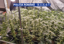 PERCHEZIȚII: Puștani de 15 ani din Baia Mare și Oradea implicați în trafic de droguri de risc (FOTO/VIDEO)