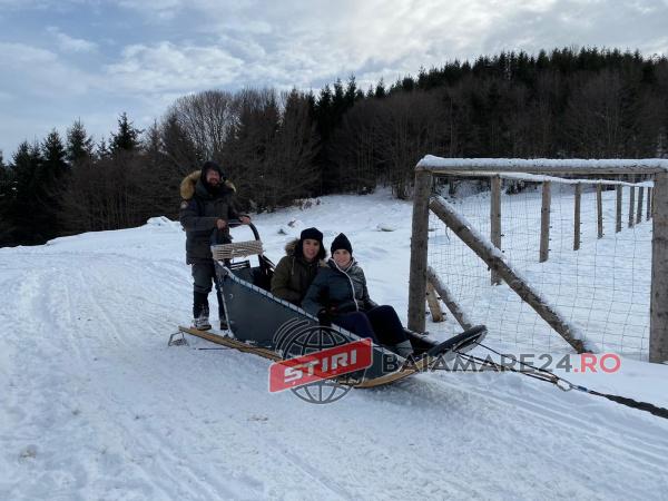 budesti-caini-groelanda-16