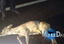 BOZÂNTA MICĂ: BRACONAJ CINEGETIC – A lovit cu mașina un căprior, l-a dus acasă și l-a tranșant