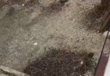 CATASTROFA ZOMBIE – Tineri inconștienți pe străzile din Baia Mare (VIDEO/FOTO)