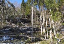 FOTO DOCUMENT – MANAGEMENT DEFECTUOS: Ocolul Silvic Vișeu de Sus prejudiciază vișeuoanii cu sute de mii de euro